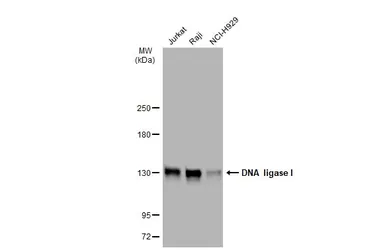Anti-DNA ligase I antibody [10H5] used in Western Blot (WB). GTX70141