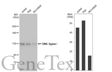 Anti-DNA ligase I antibody [10H5] used in Western Blot (WB). GTX70141