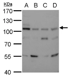 Anti-DNA ligase III antibody [1F3] used in Western Blot (WB). GTX70143