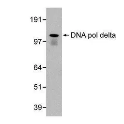Anti-DNA polymerase delta antibody [607] used in Western Blot (WB). GTX70152