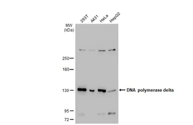 Anti-DNA polymerase delta antibody [607] used in Western Blot (WB). GTX70152