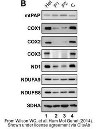 Anti-mtPAP antibody [1D3] used in Western Blot (WB). GTX70156