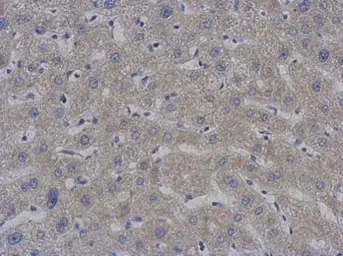 Anti-mtPAP antibody [1D3] used in IHC (Paraffin sections) (IHC-P). GTX70156