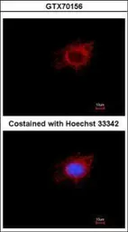 Anti-mtPAP antibody [1D3] used in Immunocytochemistry/ Immunofluorescence (ICC/IF). GTX70156