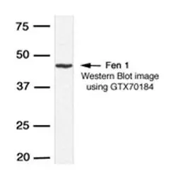 Anti-FEN1 antibody used in Western Blot (WB). GTX70184