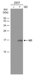 Anti-ID3 antibody [2B11] used in Western Blot (WB). GTX70201