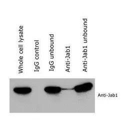 Anti-Jab1 antibody [8H8.5] used in Western Blot (WB). GTX70207
