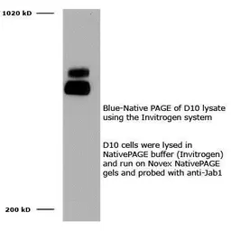 Anti-Jab1 antibody [8H8.5] used in Western Blot (WB). GTX70207