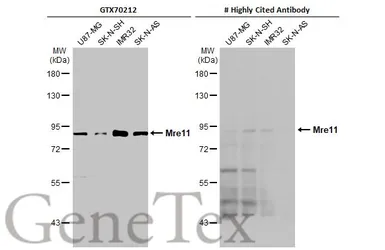 Anti-Mre11 antibody [12D7] used in Western Blot (WB). GTX70212