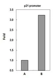 Anti-p53 antibody [Pab1801] used in ChIP assay (ChIP assay). GTX70216