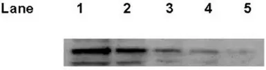 Anti-p53 antibody [Pab1801] used in Western Blot (WB). GTX70216