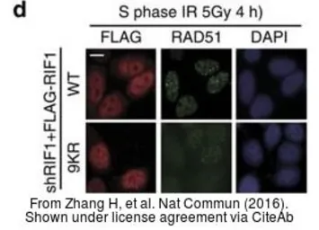 Anti-Rad51 antibody [14B4] used in Immunocytochemistry/ Immunofluorescence (ICC/IF). GTX70230