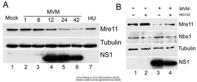 Anti-Rad51 antibody [14B4] used in Immunocytochemistry/ Immunofluorescence (ICC/IF). GTX70230