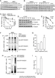 Anti-Rad51 antibody [14B4] used in Western Blot (WB). GTX70230