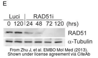 Anti-Rad51 antibody [14B4] used in Western Blot (WB). GTX70230