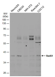 Anti-Rad51 antibody [14B4] used in Western Blot (WB). GTX70230