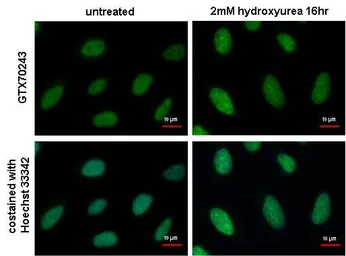Anti-RPA32 antibody [12F3.3] used in Immunocytochemistry/ Immunofluorescence (ICC/IF). GTX70243