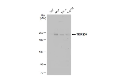 Anti-TRIP230 antibody used in Western Blot (WB). GTX70252