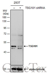 Anti-TSG101 antibody [4A10] used in Western Blot (WB). GTX70255