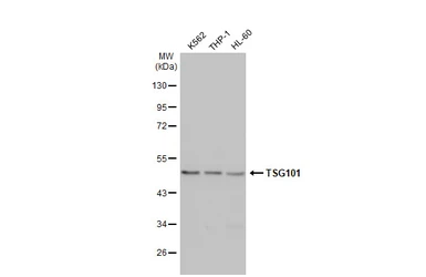 Anti-TSG101 antibody [4A10] used in Western Blot (WB). GTX70255