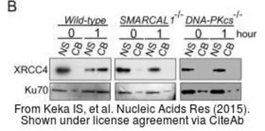 Anti-Ku70 antibody used in Western Blot (WB). GTX70270
