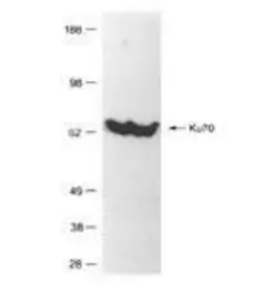 Anti-Ku70 antibody used in Western Blot (WB). GTX70270