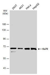 Anti-Ku70 antibody [1.5] used in Western Blot (WB). GTX70271
