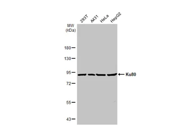 Anti-Ku80 antibody used in Western Blot (WB). GTX70273