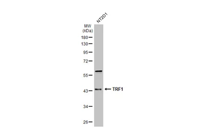 Anti-TRF1 antibody [8A5] used in Western Blot (WB). GTX70290