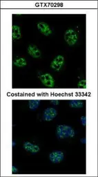 Anti-PCNA antibody [339] used in Immunocytochemistry/ Immunofluorescence (ICC/IF). GTX70298