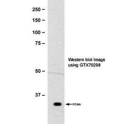 Anti-PCNA antibody [339] used in Western Blot (WB). GTX70298