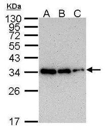 Anti-PCNA antibody [339] used in Western Blot (WB). GTX70298