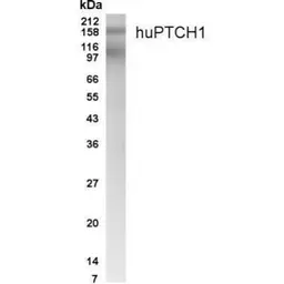 Anti-PTCH1 antibody used in Western Blot (WB). GTX70349