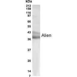Anti-TRIP15 antibody used in Western Blot (WB). GTX70354