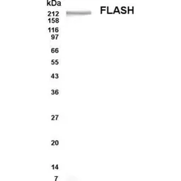 Anti-FLASH antibody used in Western Blot (WB). GTX70367