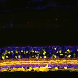 Anti-SHANK1a antibody used in Immunohistochemistry (IHC). GTX70380