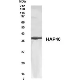 Anti-HAP40 antibody used in Western Blot (WB). GTX70399