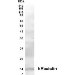 Anti-Resistin antibody used in Western Blot (WB). GTX70406