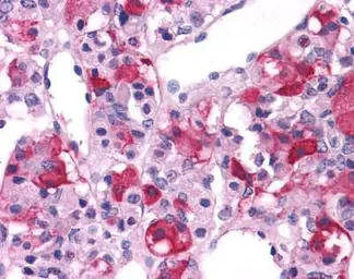 Anti-Survivin antibody used in Immunohistochemistry (IHC). GTX70459