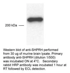 Anti-SHPRH antibody used in Western Blot (WB). GTX70475