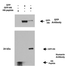 Anti-Humanin antibody used in Western Blot (WB). GTX70482