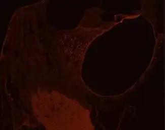 Anti-GLUT10 antibody used in IHC (Frozen sections) (IHC-Fr). GTX70487