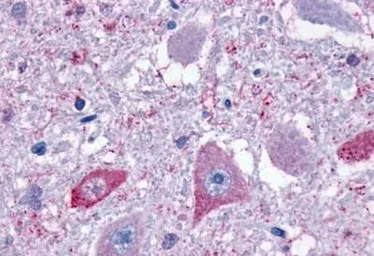 Anti-GPR4 antibody used in IHC (Paraffin sections) (IHC-P). GTX70541