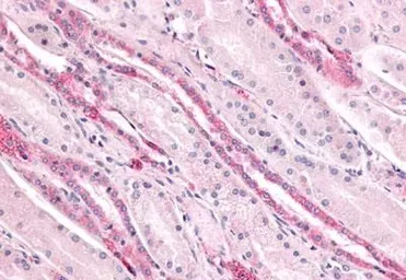 Anti-GPR4 antibody used in IHC (Paraffin sections) (IHC-P). GTX70541