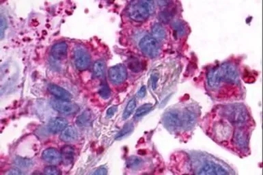 Anti-GPR4 antibody used in IHC (Paraffin sections) (IHC-P). GTX70541