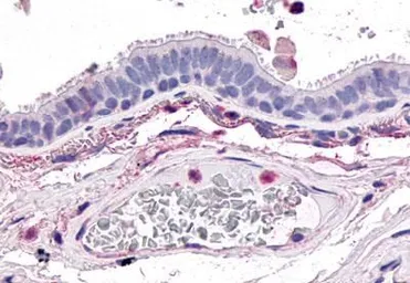 Anti-GPR4 antibody used in IHC (Paraffin sections) (IHC-P). GTX70541