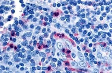 Anti-GPR65 antibody used in IHC (Paraffin sections) (IHC-P). GTX70559