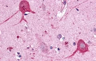 Anti-Opsin 3 antibody used in IHC (Paraffin sections) (IHC-P). GTX70607