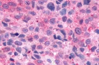 Anti-Opsin 3 antibody used in IHC (Paraffin sections) (IHC-P). GTX70607
