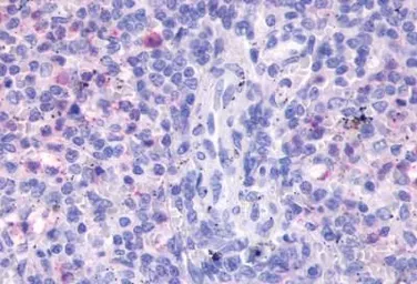 Anti-FPR3 antibody used in IHC (Paraffin sections) (IHC-P). GTX70659